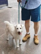 不只要通晓衡宇买卖、拆修设想等专业知